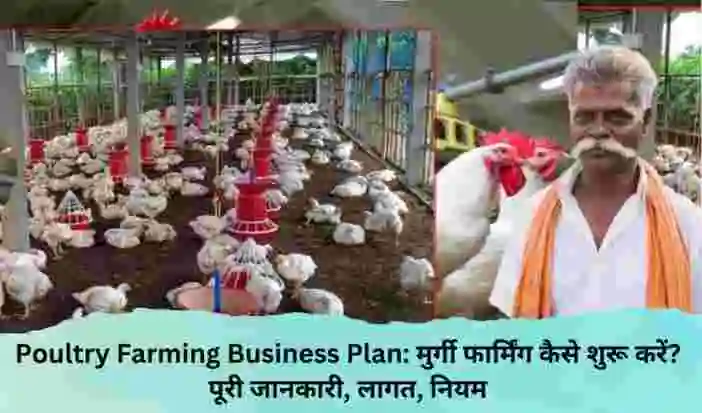 Poultry Farming Business Plan: मुर्गी फार्मिंग कैसे शुरू करें? पूरी जानकारी, लागत, नियम और सरकारी सहायता