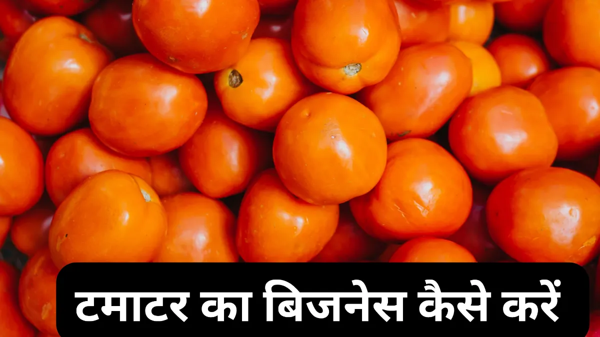 टमाटर का बिजनेस कैसे करें— लागत, मुनाफा के साथ करें लाखों की कमाई।