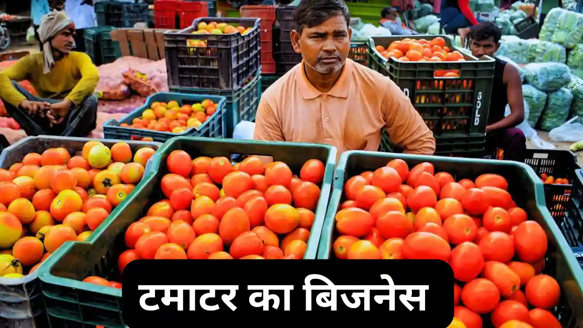 टमाटर का बिजनेस कैसे करें— लागत, मुनाफा के साथ करें लाखों की कमाई।