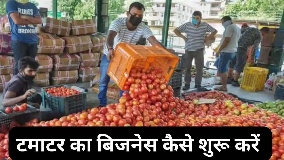 टमाटर का बिजनेस कैसे करें— लागत, मुनाफा के साथ करें लाखों की कमाई।