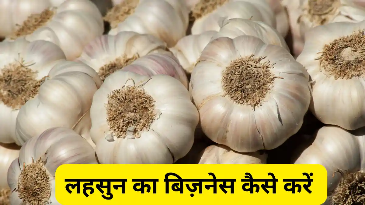 लहसुन का बिज़नेस कैसे करें