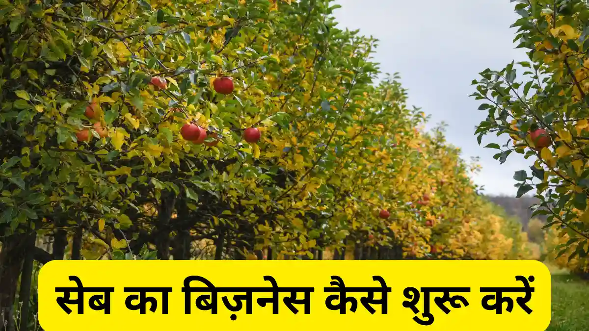 सेब का बिज़नेस कैसे शुरू करें Apple का बिज़नेस करके कीजिए लाखों की कमाई