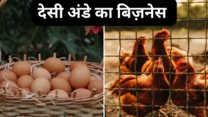 देसी अंडे का बिज़नेस – कम लागत में ज्यादा मुनाफ़ा (Desi Egg Business in India)