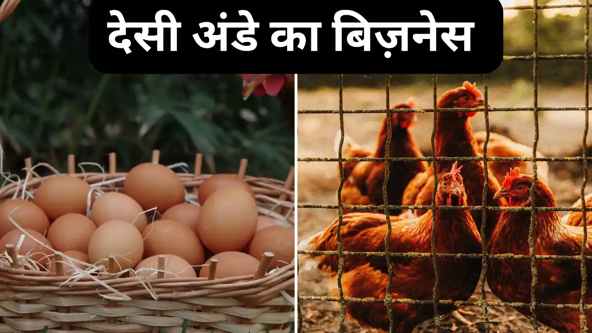 देसी अंडे का बिज़नेस – कम लागत में ज्यादा मुनाफ़ा (Desi Egg Business in India)