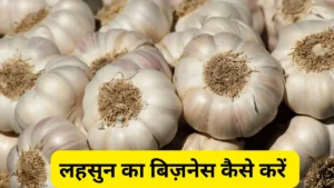 लहसुन का बिज़नेस कैसे करें