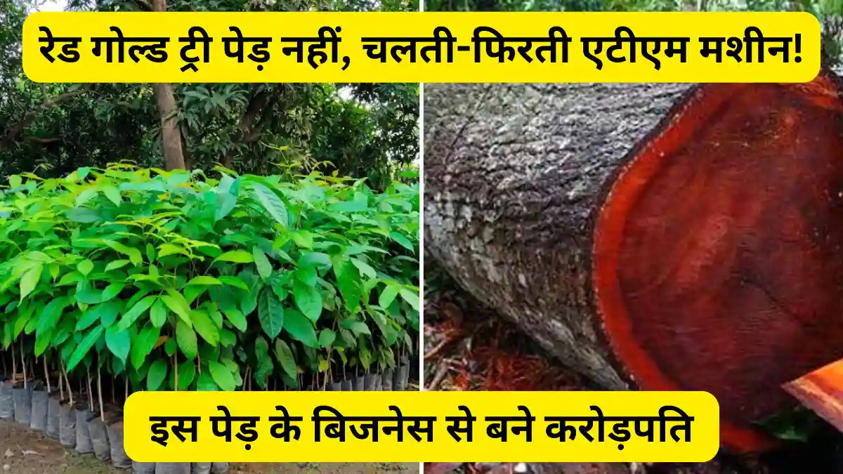 महोगनी की खेती कैसे की जाती है (Mahogany Farming Process)