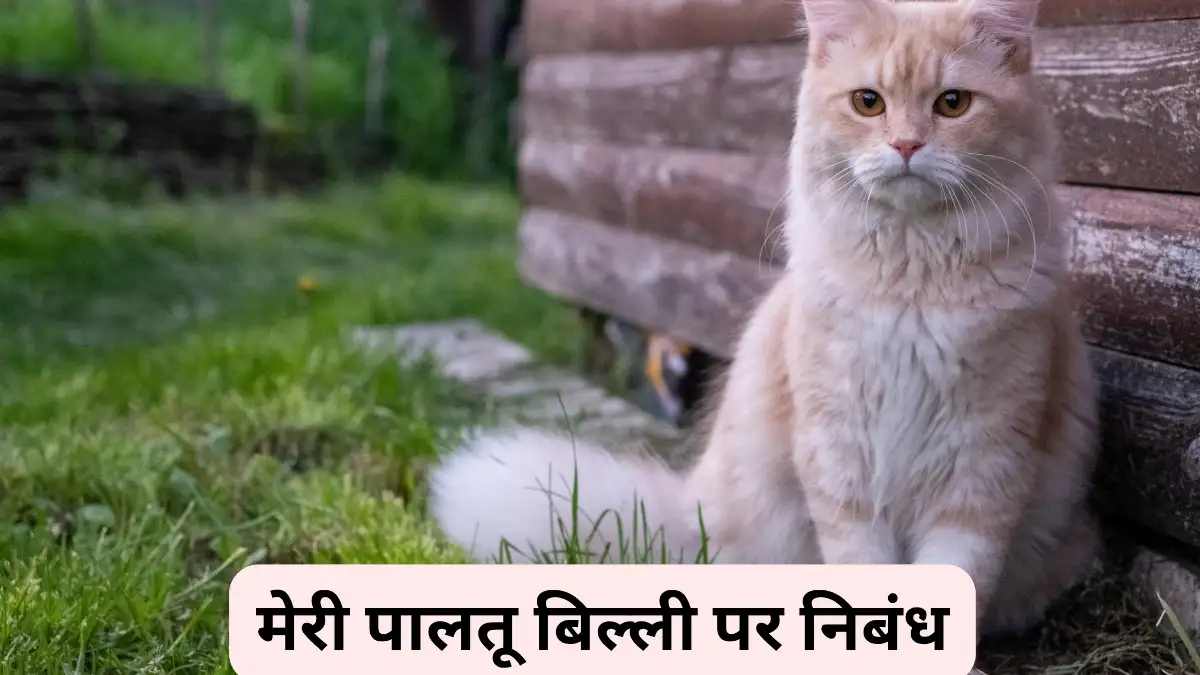 मेरी पालतू बिल्ली पर निबंध 300, 400, 500 और 600 शब्दों में ॥ Meri Paltu Billi Par Nibandh ॥ मेरी पालतू बिल्ली पर निबंध 10, 20 और 30 लाइन में 