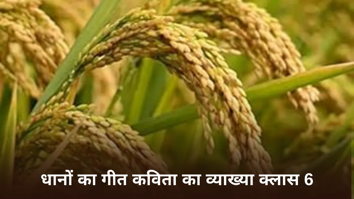 धानों का गीत कविता का व्याख्या ॥ Dhano Ka Geet Vyakhya ॥ धानों का गीत कविता का भावार्थ ॥ धानों का गीत कविता का सारांश